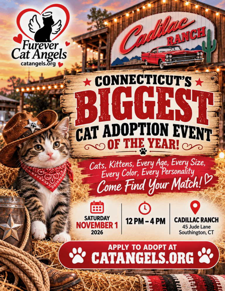Furever Cat Angels Fun Fest at Cadillac Ranch